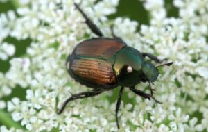 Beetles a favorite of chicks, not Bird
